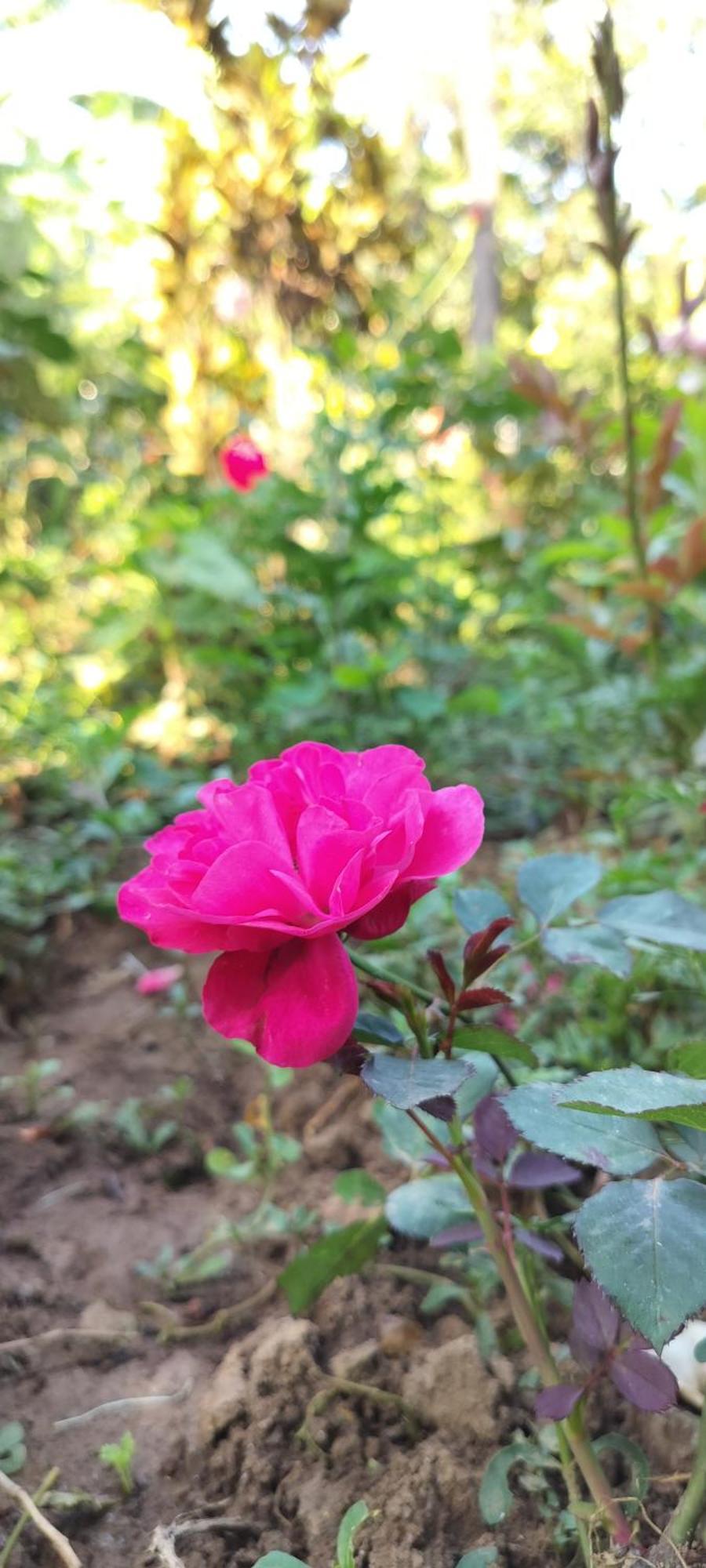 Royal Palm Homestay Madikeri Exterior photo